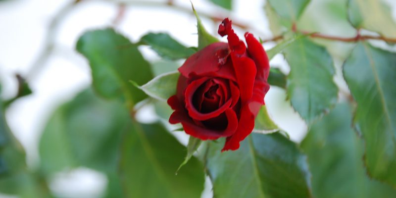 Rosenblüte am Haus